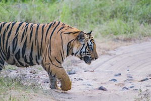 Plan Your Ranthambore Jungle Safari Booking For An Adventure In The Wild